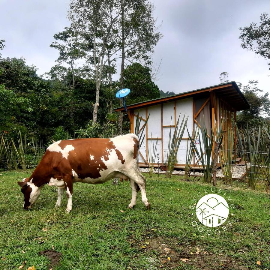Exclusivo Cocora Con Jacuzzi Salento Quindio 빌라 외부 사진